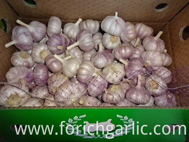 Normal White Garlic